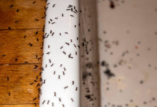 Best Best Pest Control Companies  in Fulton, NY