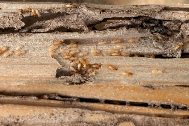 Best Cockroach Control Services  in Fulton, NY